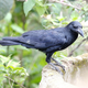 Image for article titled How did crows develop a social safety net?
